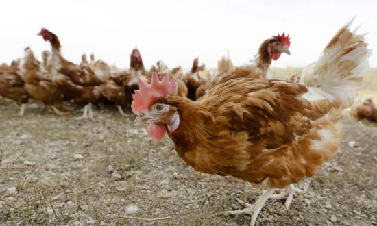 Bird Flu Threat Sparks Emergency Meeting as Australia Seeks Global Guidance