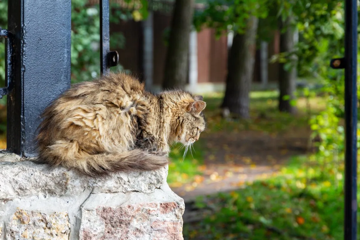 A cat with matted fur is a sign of discomfort or other health issues. (Akintevs/Shutterstock)