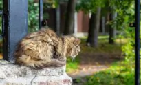 Matted Cat May Be in Pain