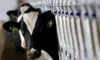 Cows With Bird Flu Have Died in 5 US States: Officials