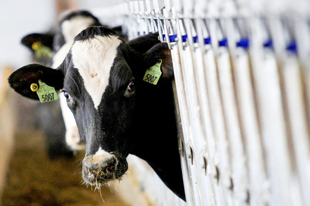 A dairy cow in a file image. (Aaron Josefczyk/Reuters)
