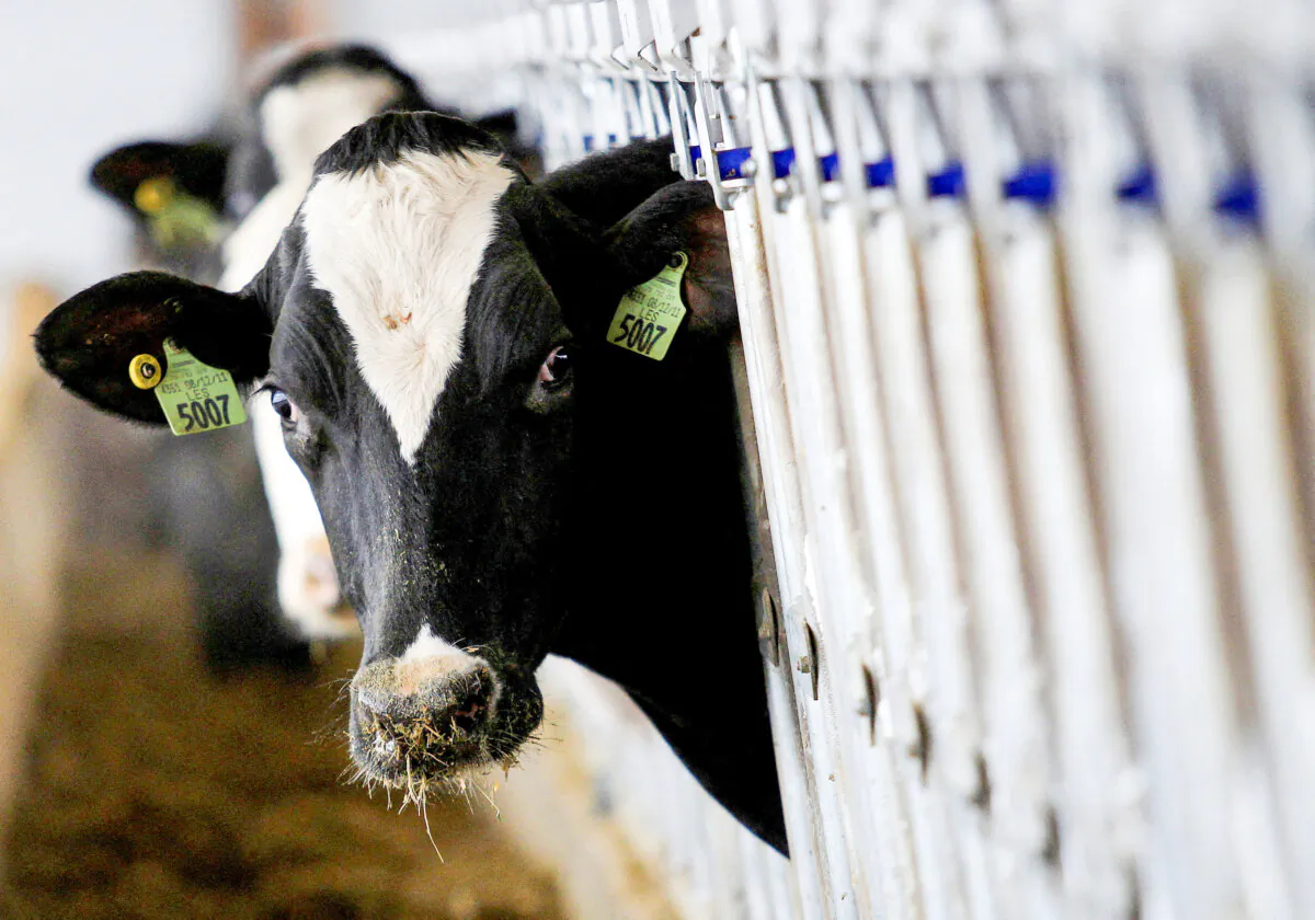 A dairy cow in a file image. (Aaron Josefczyk/Reuters)