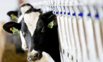 Cows With Bird Flu Have Died in 5 US States: Officials