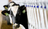 Canada and New Zealand in Historic Trade War Over Dairy