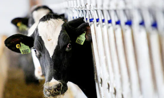 Canada and New Zealand in Historic Trade War Over Dairy