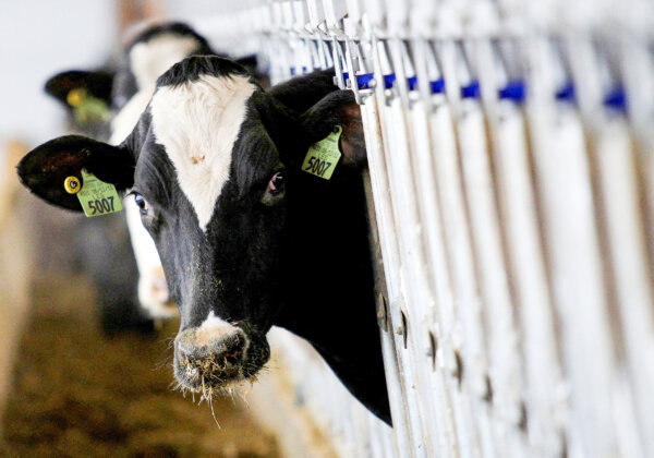 Cow With Bird Flu Have Died in 5 US States: Officials