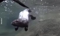 Mama Otter Teaches Baby Otter How to Swim
