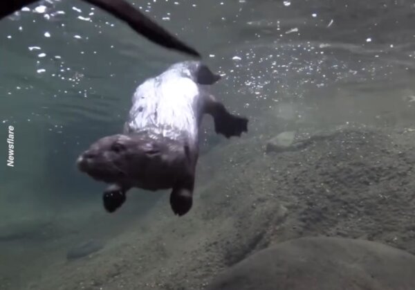 Mama Otter Teaches Baby Otter How to Swim
