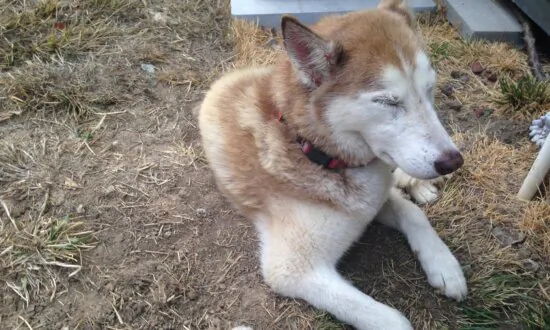 The Current Vaccine Schedule Is Harming Your Pet: Veterinarian