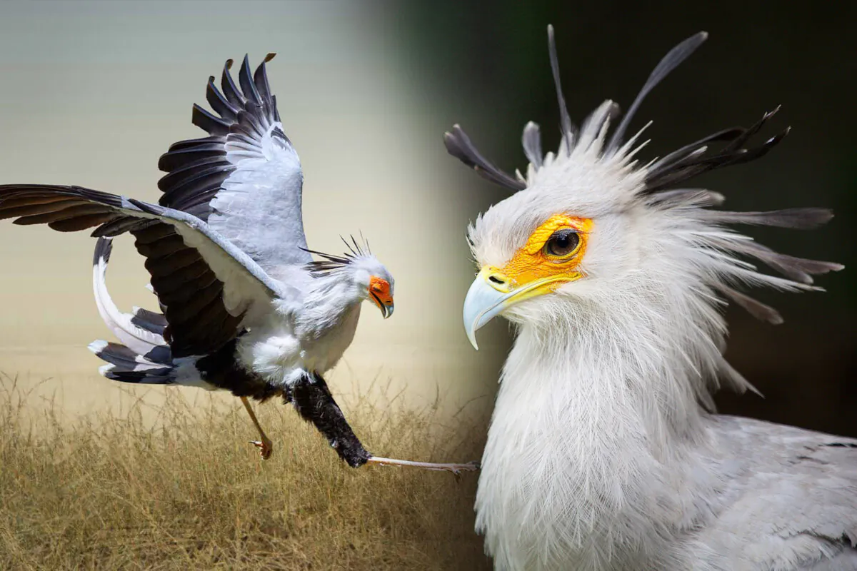 A secretarybird hunts on the ground by stomping its prey, including poisonous snakes. (Illustration by The Epoch Times, Shutterstock)