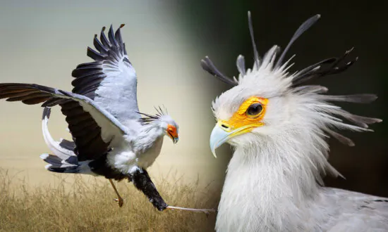 This 4-Foot-Tall Eagle Relative Lives on Land Stomps Snakes With Lightning Speed—Here’s What It Is