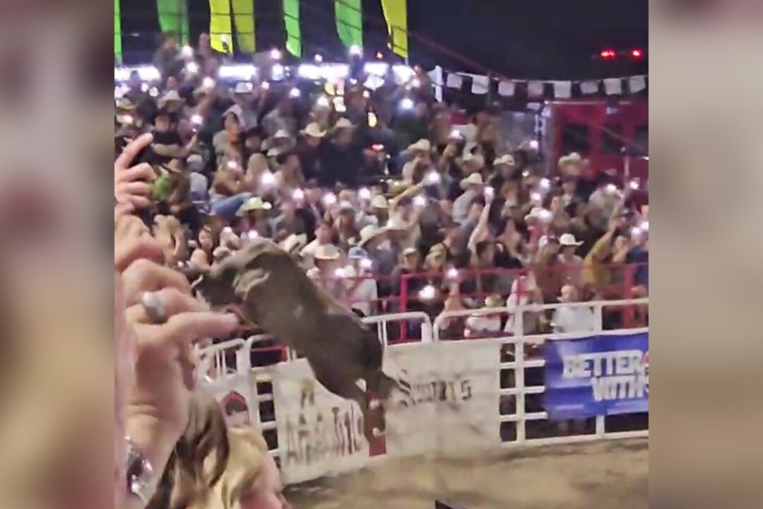 Rodeo Bull Hops Fence at Oregon Arena, Injures 3 Before Being Captured ...