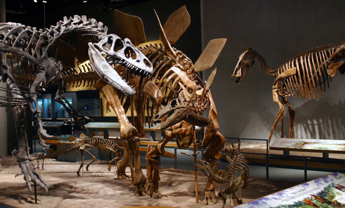 "Alice" the allosaurus, discovered by India Wood, is posed with a stegosaurus at the Denver Museum of Nature & Science in September 2023. (Jerry Cleveland/The Denver Post/TNS)