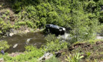 Dog Runs 4 Miles to Get Help After Owner Accidentally Drives Off Embankment