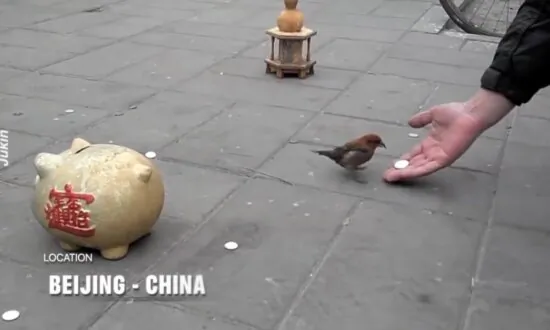 Bird Puts Coins Into Piggybank