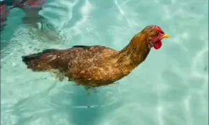 Caribbean Chicken ‘Fingers’ Goes for a Swim