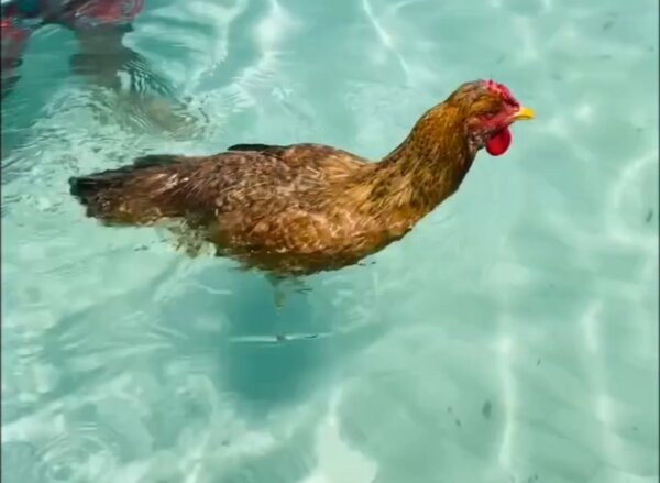 Caribbean Chicken 'Fingers' Goes for a Swim