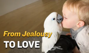 Cockatoo Jealous of Owner’s Baby Son Finally Warms to Him