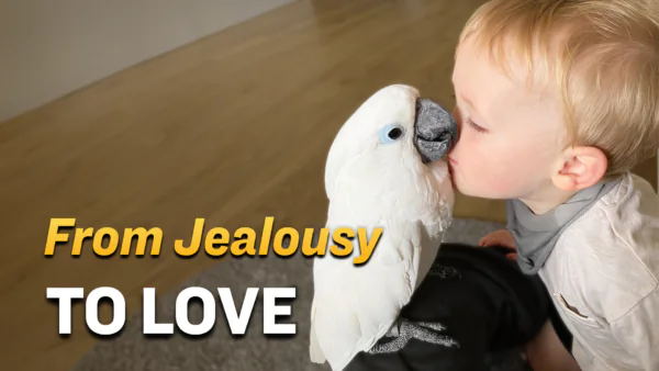 Cockatoo Jealous of Owner’s Baby Son Finally Warms to Him