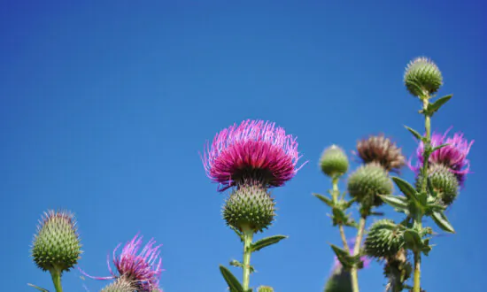 Thistles and Fire Blight