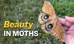 Woman Shelters Giant Moth and Cares for Its Eggs