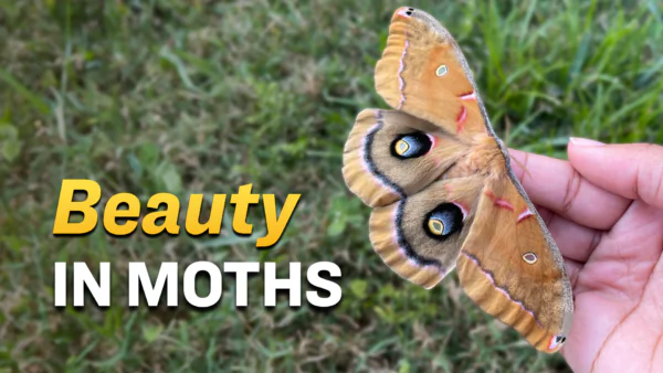 Woman Shelters Giant Moth and Cares for Its Eggs