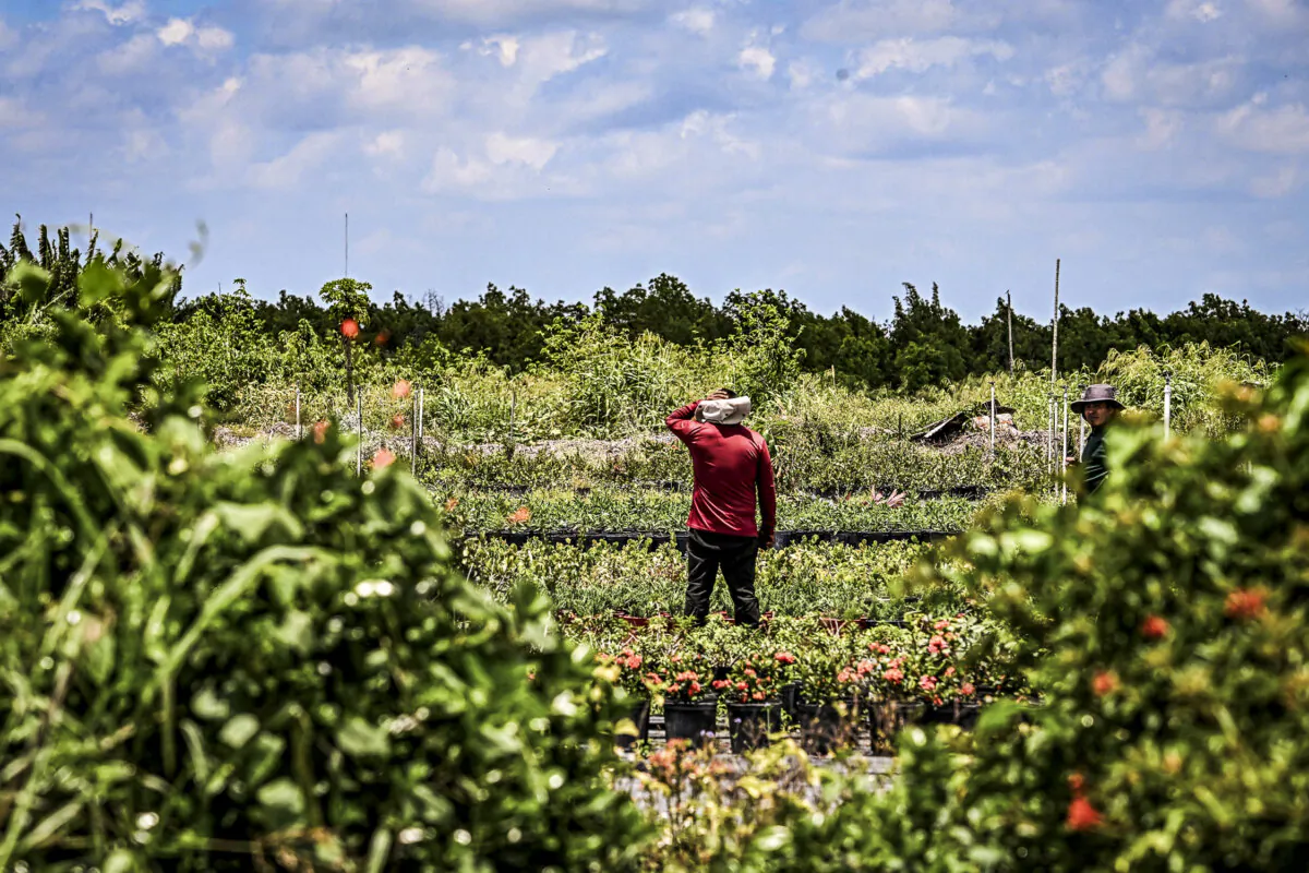 A migrant worker works on a farm in Homestead, Fla., on May 11, 2023. (Chandan Khanna/AFP via Getty Images)