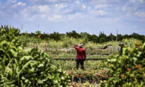 17 States, Farmers Sue to Block Federal Rule Allowing Foreign Workers to Unionize