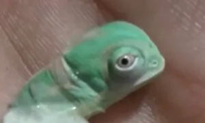 Chameleon Hatches From Egg