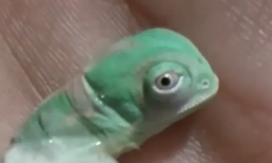 Chameleon Hatches From Egg