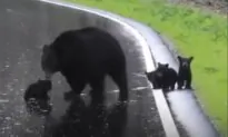 Momma Bear Encourages Spring Cubs to Cross the Road