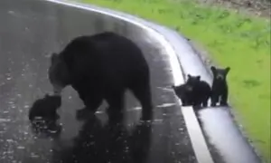 Momma Bear Encourages Spring Cubs to Cross the Road