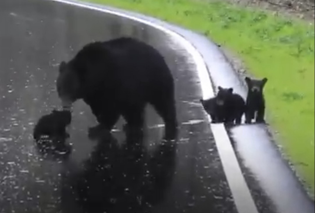 Momma Bear Encourages Spring Cubs to Cross the Road | EpochTV