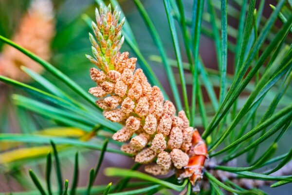 The Ancient Pine Pollen Secrets for Energy, Vitality and Hormone Health