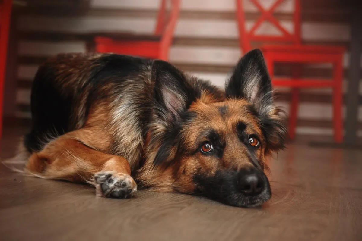 Dogs with DM will eventually die of the disease. The only positive aspect of the condition is that it does not cause pain. (OlgaOvcharenko/Shutterstock)