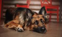 Treatments Help Dogs With ALS-Like Disease