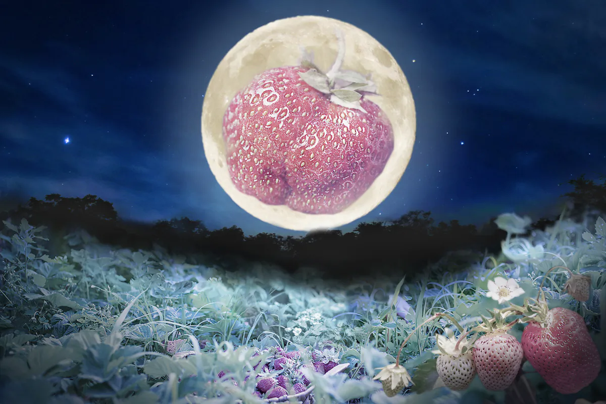 A Strawberry Moon will shine on June 21. (Illustration by The Epoch Times, Shutterstock)