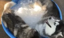 Two Huskies Chill in Tub Filled with Ice Cubes