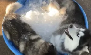 Two Huskies Chill in Tub Filled with Ice Cubes