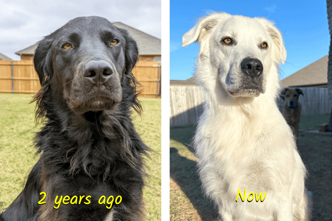 Adorable Dog Changes From Black to White Over 2 Years—the Owner Explains Why: PHOTOS