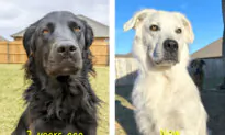 Adorable Dog Changes From Black to White Over 2 Years—the Owner Explains Why: PHOTOS