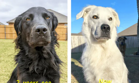 Adorable Dog Changes From Black to White Over 2 Years—the Owner Explains Why: PHOTOS