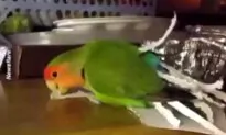 Cute and Clever Parrot Makes Own Costume
