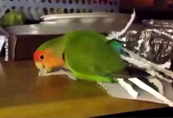Cute and Clever Parrot Makes Own Costume