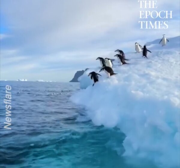 Dozens of Penguins Dive Into Waters in Antarctica for a Quick Swim