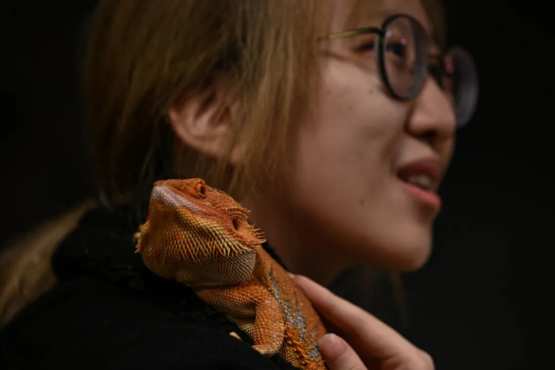 Customer Tang with her bearded dragon, February 26, 2021. (HECTOR RETAMAL/AFP via Getty Images)