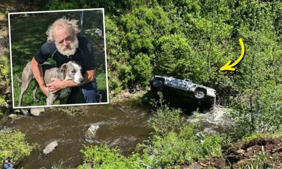Dog Runs 4 Miles to Get Help for Owner Who Crashed Into a Ravine and Was Stranded for a Night