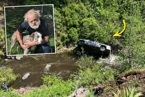 Dog Runs 4 Miles to Get Help for Owner Who Crashed Into a Ravine and Was Stranded for a Night