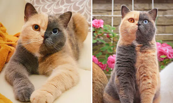 PHOTOS: Meet Domiino, the British Shorthair With a Perfectly Split Face