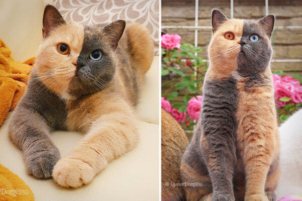 PHOTOS: Meet Domiino, the British Shorthair With a Perfectly Split Face